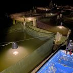 narybek-letni-siei---podchow-i-zarybienie-15