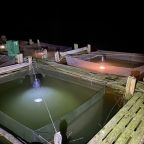 narybek-letni-siei---podchow-i-zarybienie-17