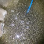 narybek-letni-siei---podchow-i-zarybienie-22