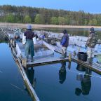 narybek-letni-siei---podchow-i-zarybienie-26