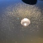 narybek-letni-siei---podchow-i-zarybienie-27