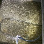 narybek-letni-siei---podchow-i-zarybienie-32