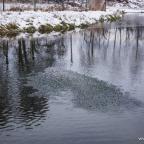 karp-na-swieta-szwaderki-07