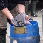 zarybienie-wegorzem-szwaderki-01